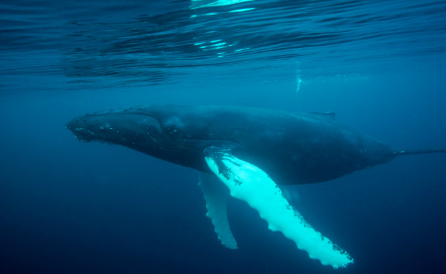 Google AI listens to 15 years of sea-bottom recordings for hidden whale songs