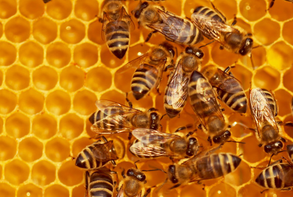 Let’s save the bees with machine learning