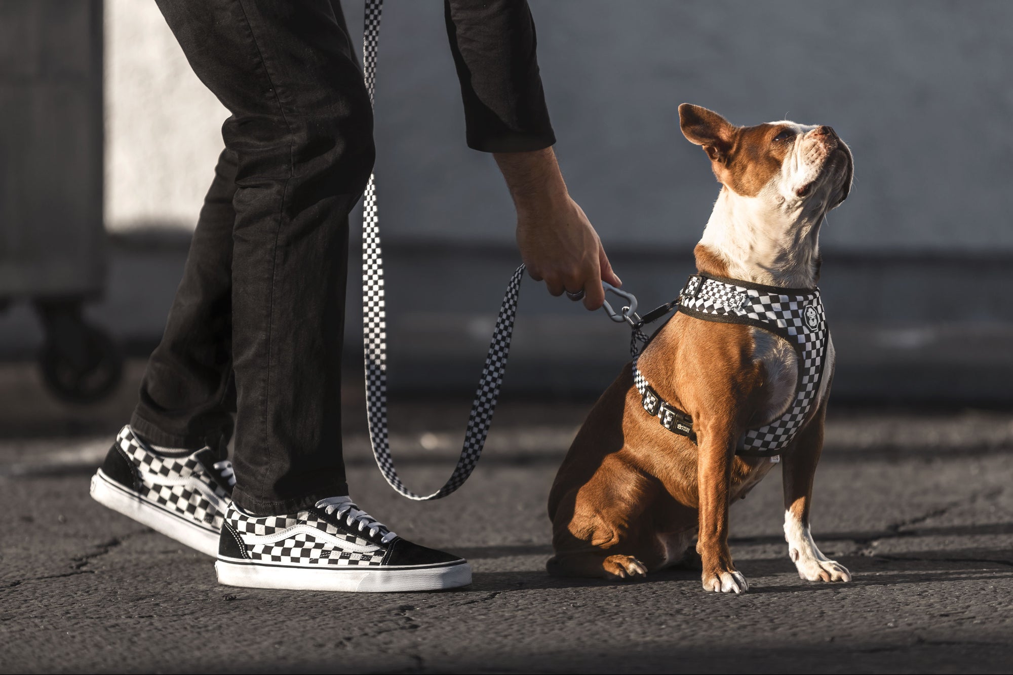 Streetwear Culture Goes to the Dogs
