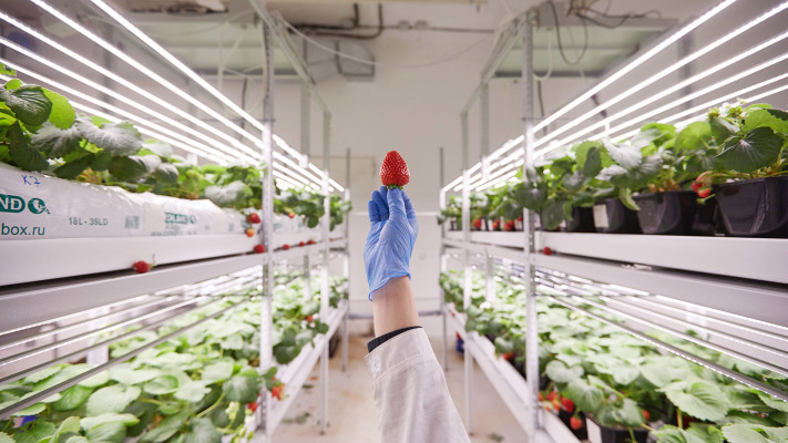 Agtech startup iFarm bags $4M to help vertical farms grow more tasty stuff
