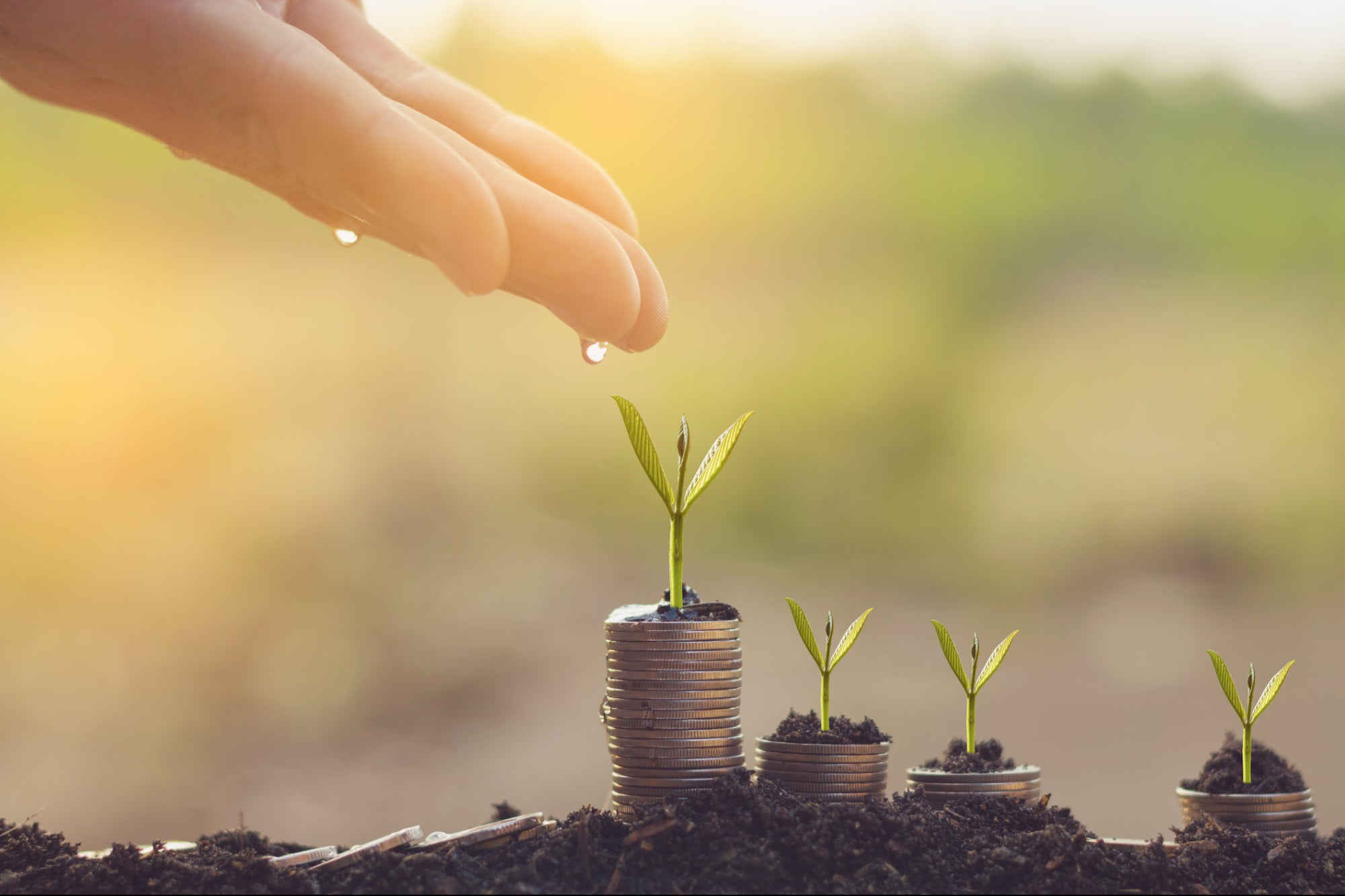 Seed, Sow, Water, Grow: 4 Expert Tips to Secure Angel Investment for Your New Business Venture