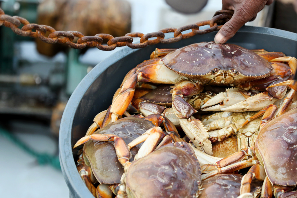 Dungeness crab season can finally get started; fleets, wholesalers agree on price