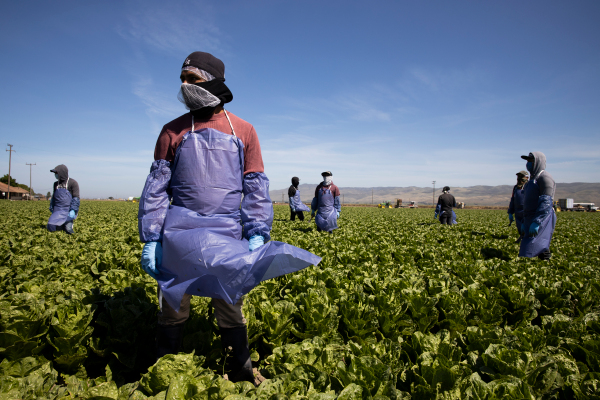 SESO Labor is providing a way for migrant farmworkers to get legally protected work status in the US