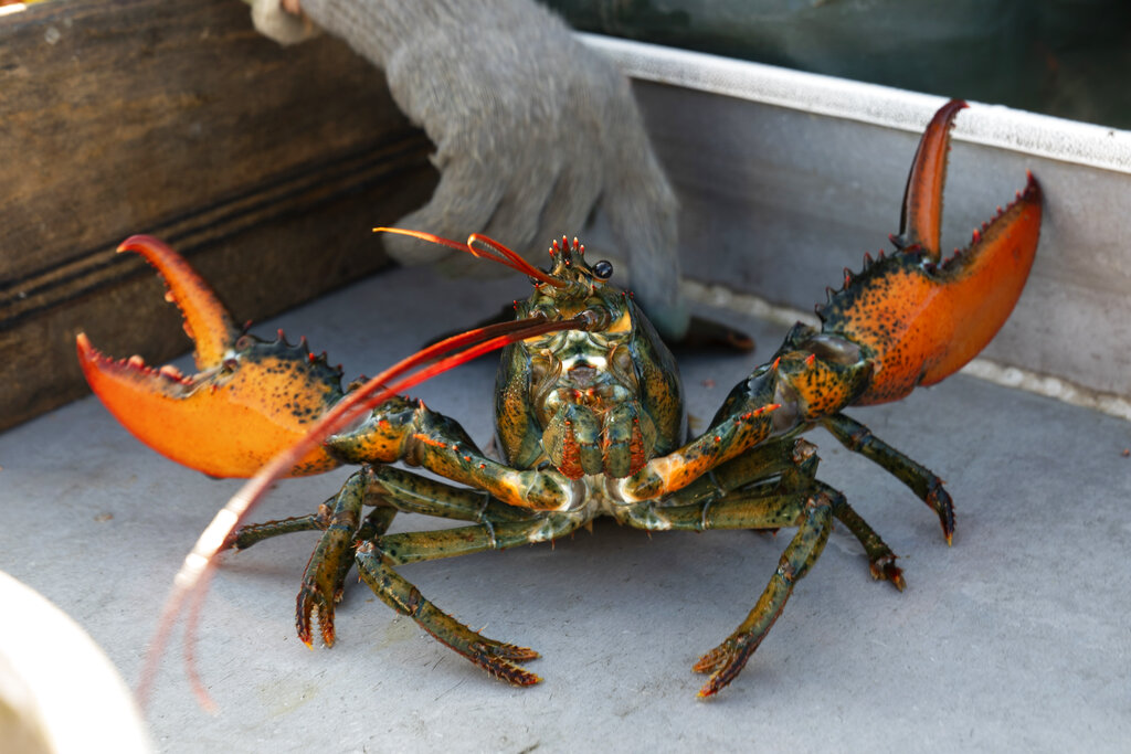 Pandemic hasn’t slowed China’s love for US lobster