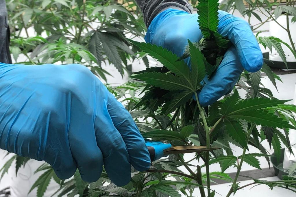 Uneasy West Coast marijuana industry seeks broader trade amid vast glut