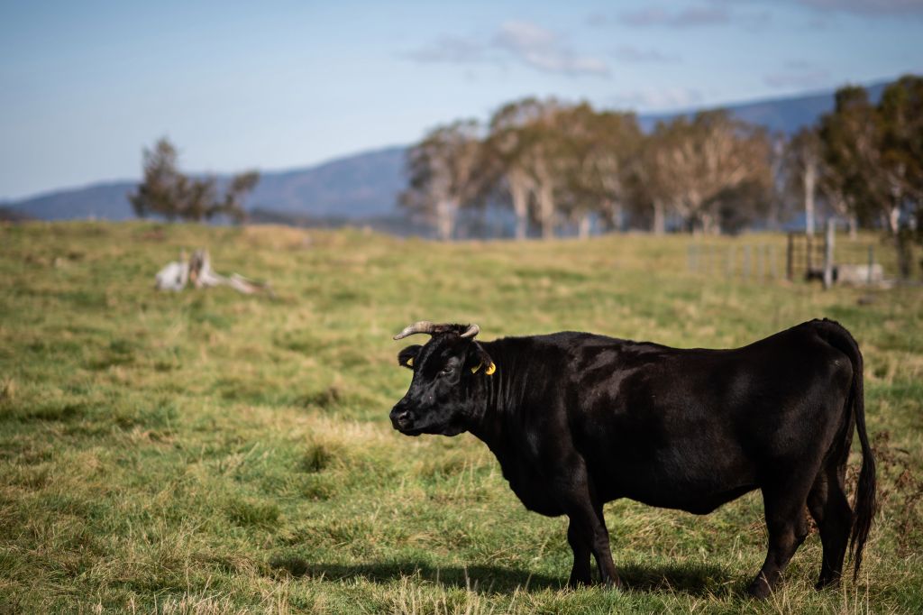 Cows get their own Tinder-style app for breeding
