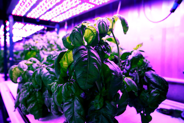 MIT’s ‘cyber-agriculture’ optimizes basil flavors