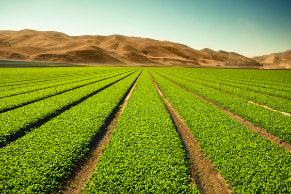 Farmland could be the next big asset class modernized by marketplace startups