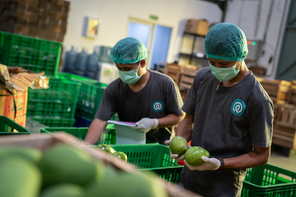 Indonesian agritech platform TaniHub Group harvests a $65.5M Series B round