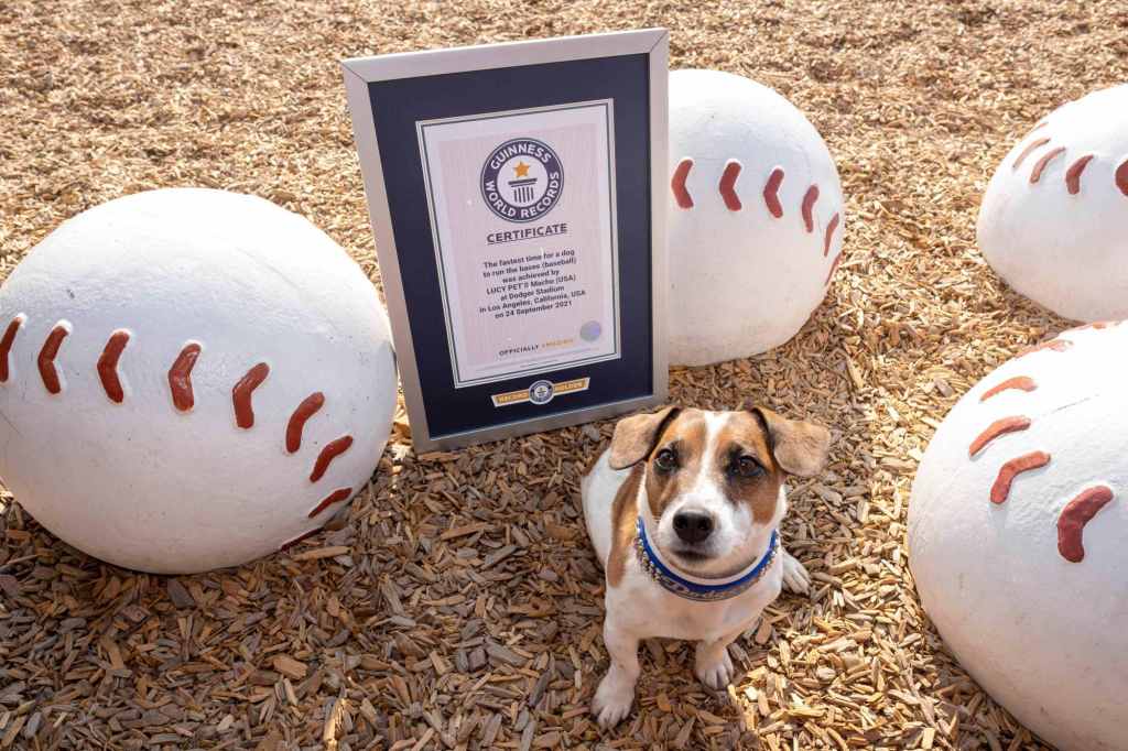Macho bagged the record; little Russell Terrier is fastest dog to run bases at MLB stadium