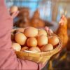 My 7-Year-Old Daughter Started Selling Eggs. Here's What She Taught Me About Running a Startup.